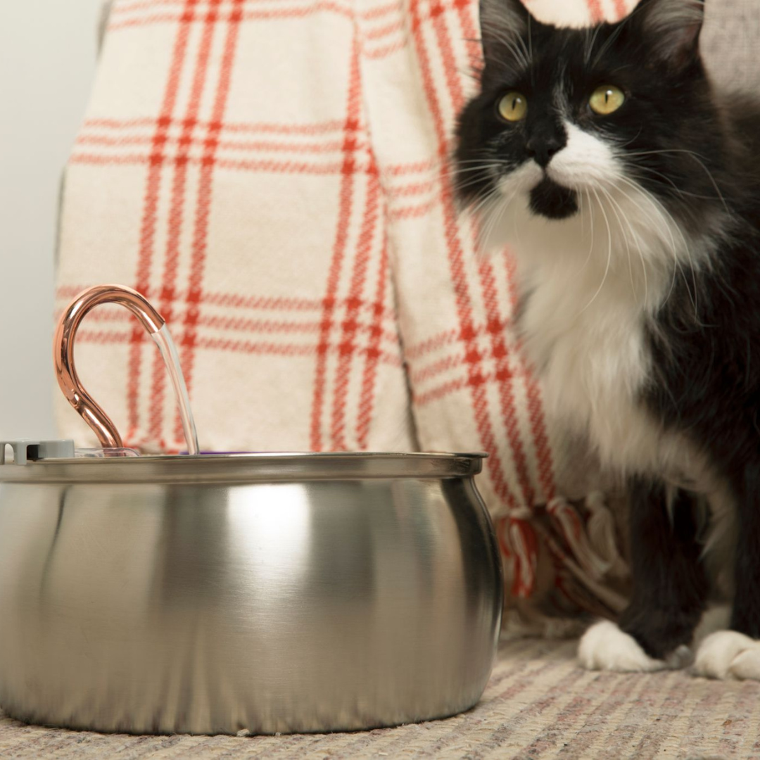Catlyst - Health & Happiness Cat Kit