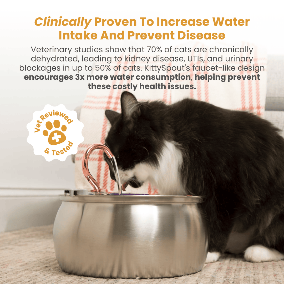 Catlyst - Health & Happiness Cat Kit