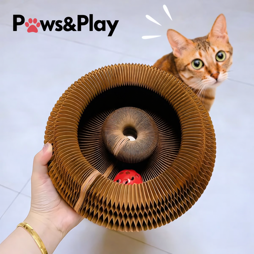 Paws & Play Curlz
